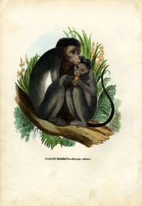 Bonnetaap, 1863-79